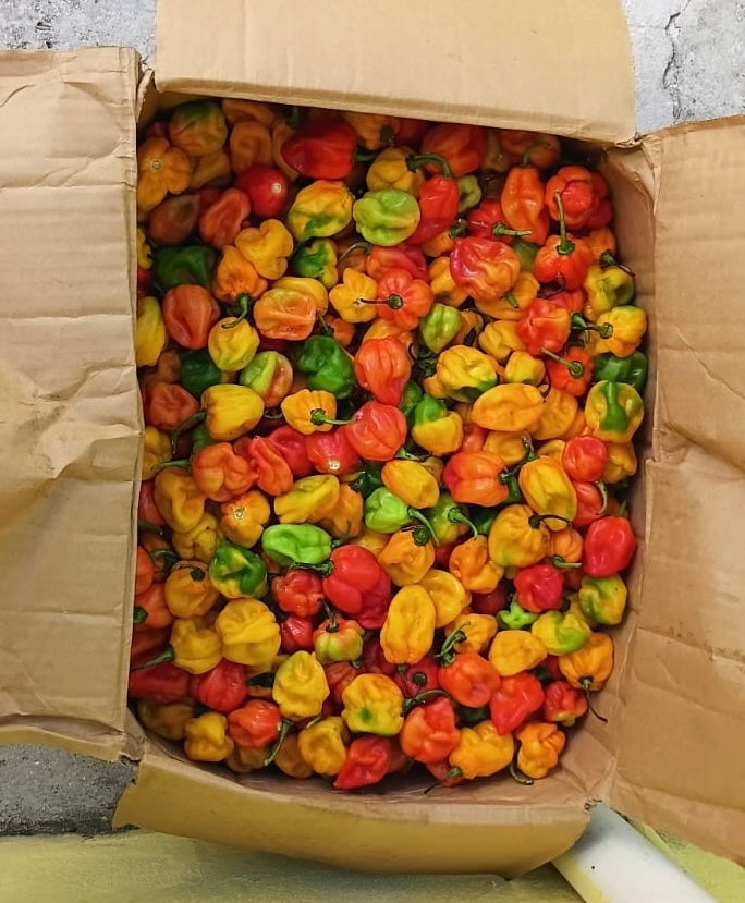 Habanero peppers - $10p/lb