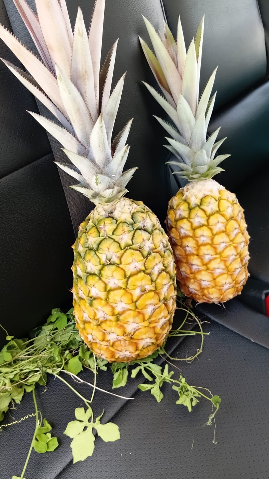 Pineapple