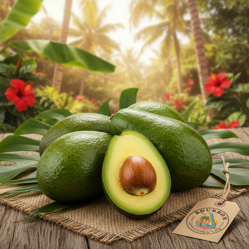 Fresh green skin avocado from Bourbon Plantation Cat Island Bahamas